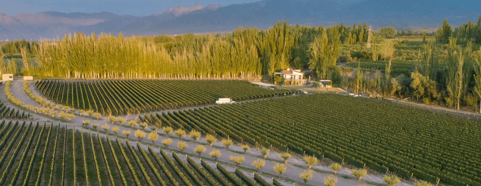 Aerial view of the Maipú vineyards
