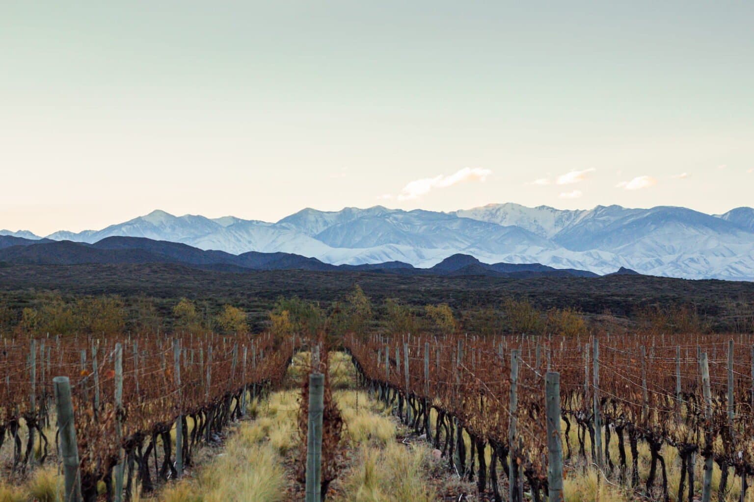 Maipú vineyards with the Andes in the background