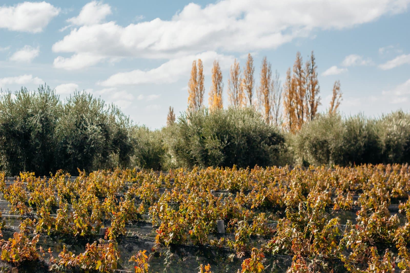 Luján de Cuyo vineyard in autumn