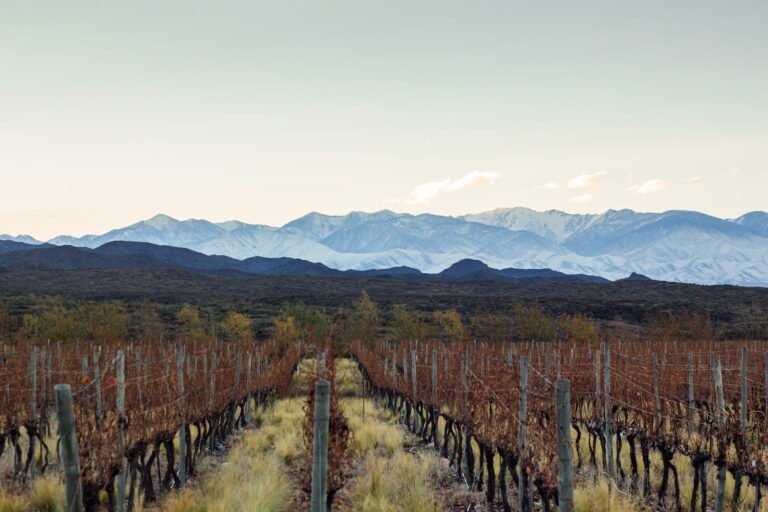 Viñedos de Maipú con la cordillera de los Andes de fondo