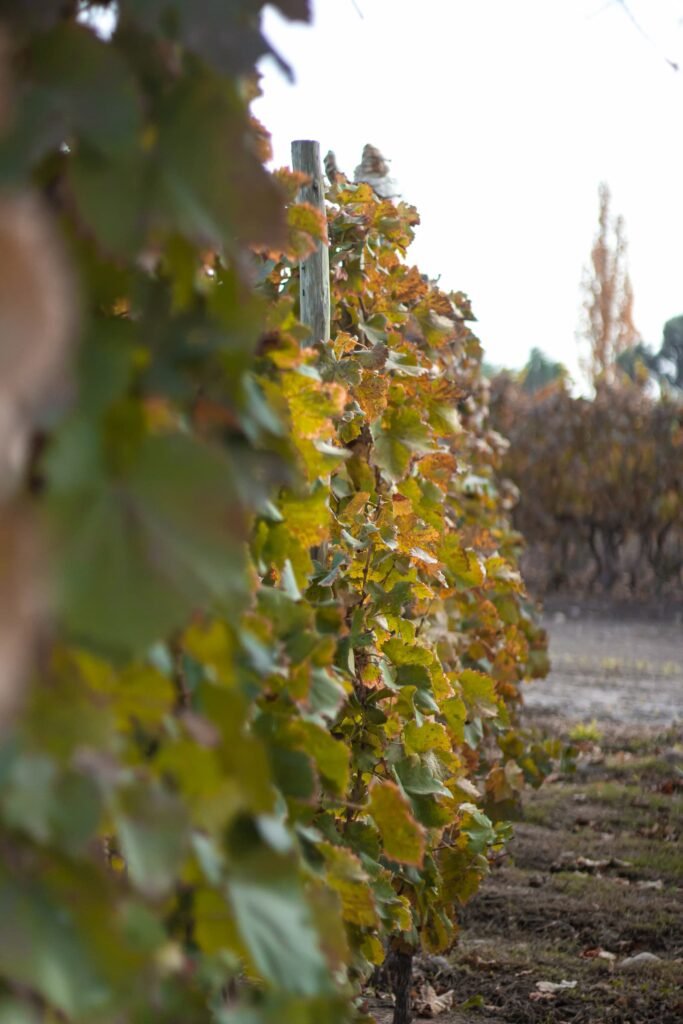 Hojas de vid en un viñedo mendocino en otoño